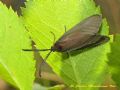 Aglaope infausta